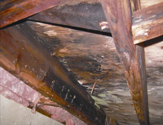mold and rot in a Prince Albert crawl space
